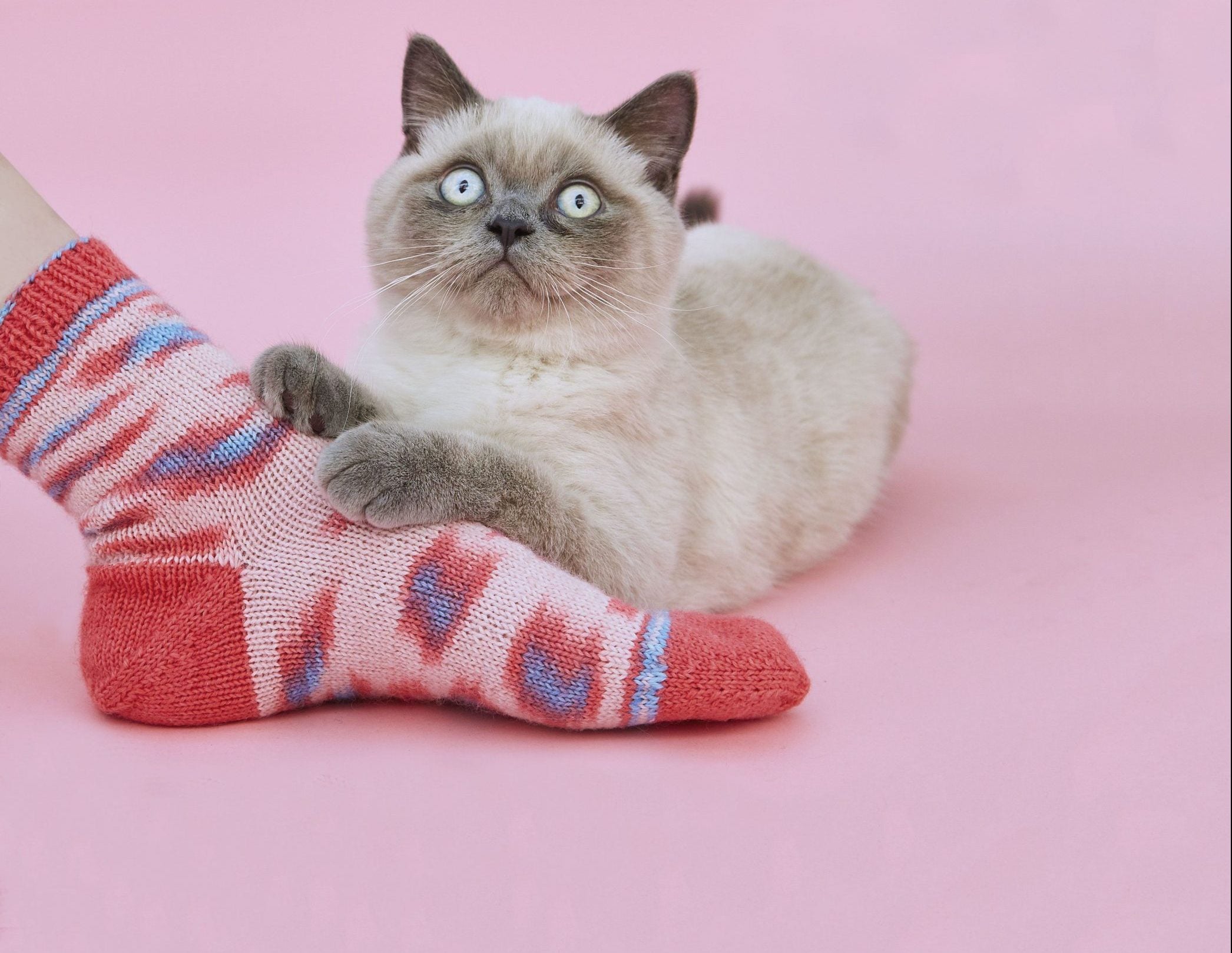 Regia ja Wool and the Gang Sukat